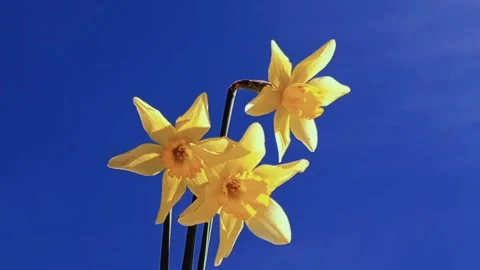 Daffodils Against a Vibrant Blue Sky Stock Footage 331576843