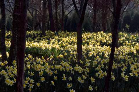 Daffodils among trees Stock Photos