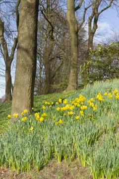 Daffodils and bare trees Stock Photos