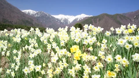 Daffodils and the Central Alps Video stock 332862809