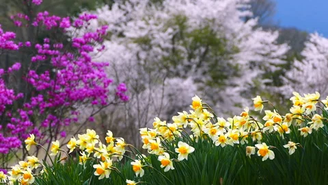 Daffodils and Cherry Blossom Trees Stock Footage 330621016