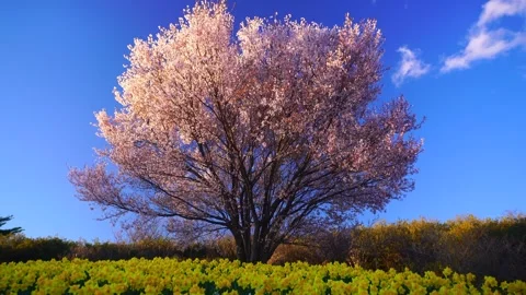 Daffodils and Cherry Blossoms at Dusk Stock Footage 330974217