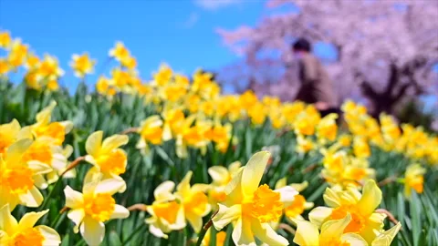 Daffodils and Cherry Blossoms Stock Footage 330701790