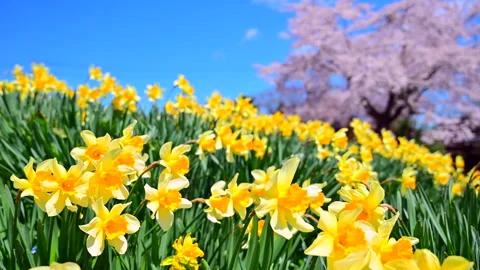 Daffodils and Cherry Blossoms Stock Footage 330701874
