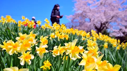 Daffodils and Cherry Blossoms Stock Footage 330701940