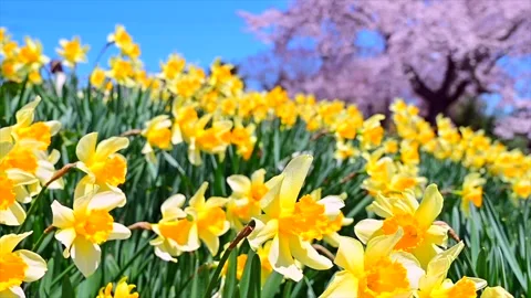 Daffodils and Cherry Blossoms Stock Footage 330701961