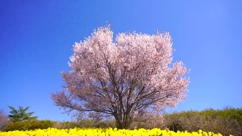 Daffodils and Cherry Blossoms Stockbeeldmateriaal 330974193