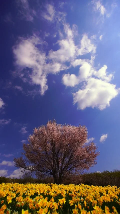 The Daffodils and Cherry Blossoms in the Wind with Cotton Clouds Vidéo 330975064