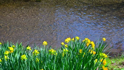 Daffodils and Clear Streams Stock Footage 330702052