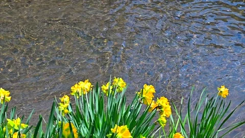 Daffodils and Clear Streams Stock Footage 330702075