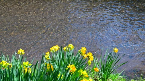Daffodils and Clear Streams Stock Footage 330702129