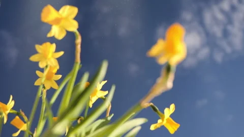 Daffodils and Dust Particles in Slow Motion Stock Footage 310525056