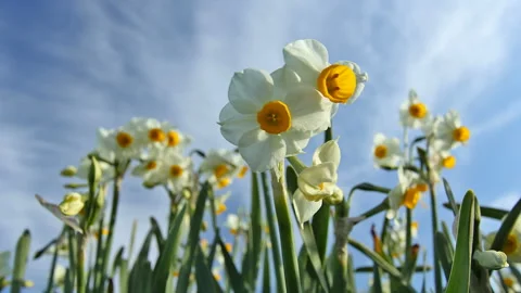 Daffodils and Flowing Clouds Video stock 327544226