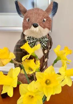 Daffodils and a fox Foto stock