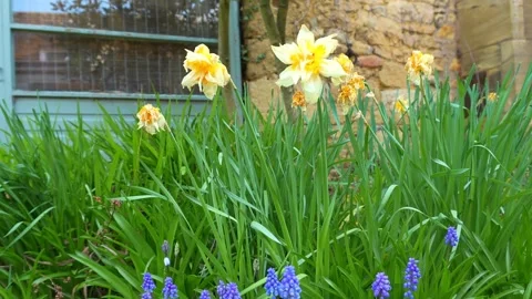 Daffodils and Grape Hyacinths Blooming in a Historic Garden Stock Footage 339217472