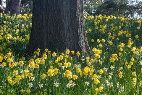Daffodils and oak Stock Photos
