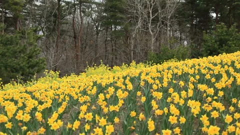 Daffodils and Plum Blossoms Stock Footage 324955255