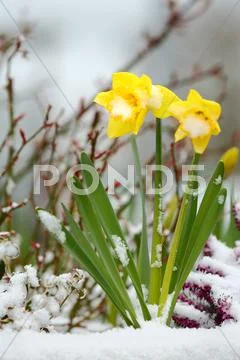 Daffodils and Snow, Spring Thaw Stock Photos