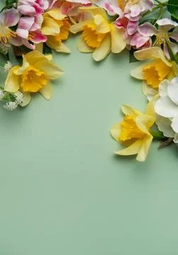 Daffodils and spring flowers creating a floral border on pastel green backg.. Stock Photos