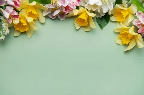 Daffodils and spring flowers creating a floral border on pastel green backg.. Stock Photos