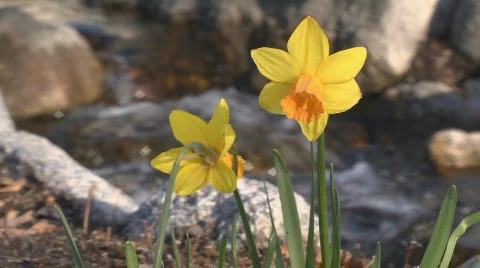 Daffodils and Stream Video stock 751828