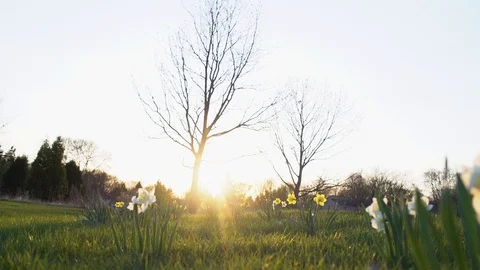 Daffodils and Trees Stock Footage 89550879