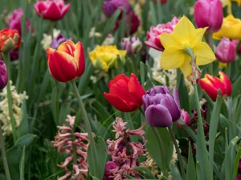 Daffodils and tulips, flowers of different colors in a natural environment .. Stock Photos