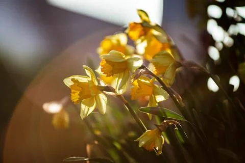 Daffodils and tulips in the rays of the setting sun. Blooming city of Strasbo Stock Photos