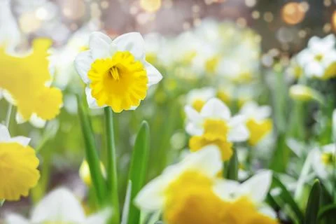 Daffodils are beautiful close-up. Stock Photos