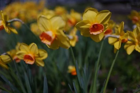 Daffodils are in full bloom Foto stock