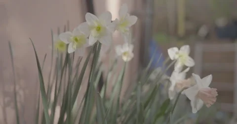 Daffodils in the back gardern Stock Footage 306174643