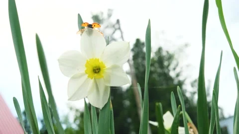 Daffodils on the background of bright blue sky with light clouds. Stock Footage 154903382