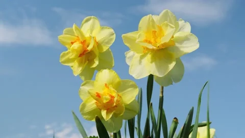 Daffodils on the background of bright blue sky with light clouds. Stock Footage 154903391