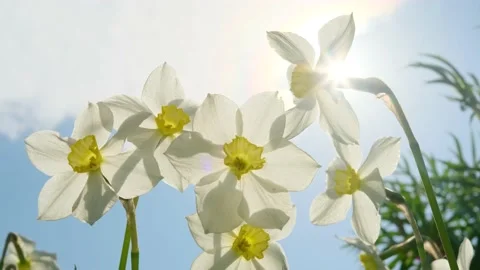 Daffodils on the background of bright blue sky with light clouds. Stock Footage 154903459