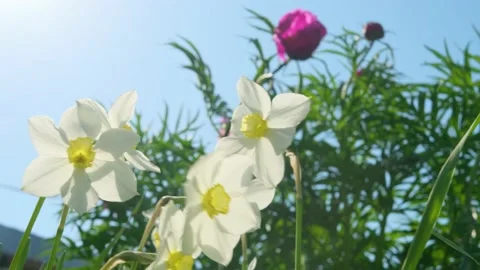 Daffodils on the background of bright blue sky with light clouds. Stock Footage 154903467