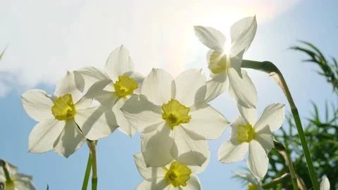 Daffodils on the background of bright blue sky with light clouds. Stock Footage 154903473