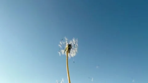 Daffodils on the background of bright blue sky with light clouds. Stock Footage 155478039
