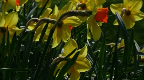 Daffodils backlit by sun, 4K, UHD Stock Footage 48961707