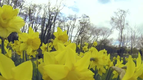 Daffodils, Bagnor, UK Video stock 39256543