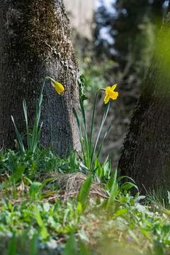 Daffodils bloom between trees. Stock Photos