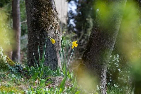 Daffodils bloom between two trees. Stock Photos