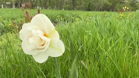 Daffodils bloom in the city park Vídeo Stock 307898051
