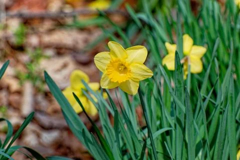 Daffodils in bloom closeup Stock Photos