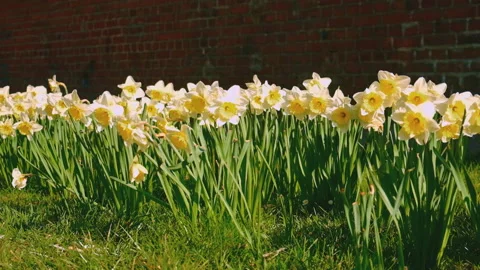 Daffodils bloom in the flower bed. Selective focus. Stock Footage 197374631