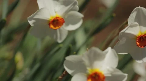 Daffodils in Bloom Stock Footage 50614509