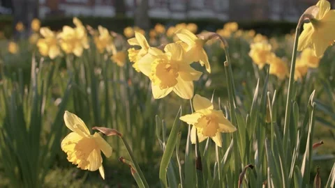 Daffodils in bloom in a park in spring time Stock Footage 150907169