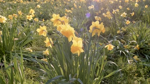 Daffodils in bloom in a park in spring time on a sunny day Stock Footage 150907336