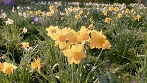 Daffodils in bloom in a park in spring time Stock Footage 150907363