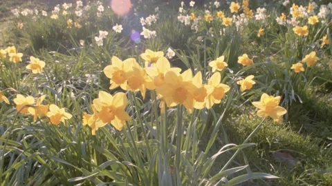 Daffodils in bloom in a park in spring time on a sunny day Stock Footage 150907438