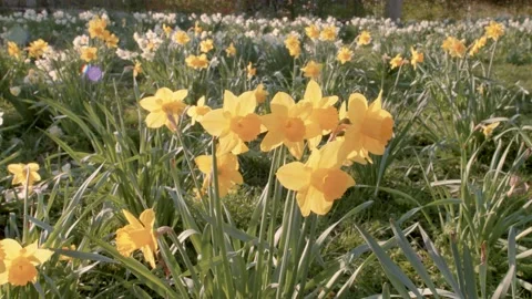 Daffodils in bloom in a park in spring time on a sunny day Stock Footage 150907483